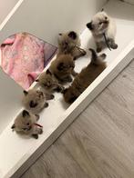 100% Seal/Sepia mink Ragdoll kittens, Dieren en Toebehoren, Katten en Kittens | Raskatten | Langhaar