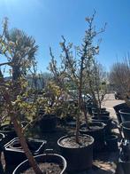 Perenboom converance, Tuin en Terras, Planten | Bomen, Ophalen of Verzenden, Volle zon, Overige soorten