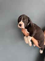 Pitbull xl bully, Dieren en Toebehoren, België, Particulier, Rabiës (hondsdolheid), Overige rassen