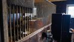 2 stuks Paardenstallen, Dieren en Toebehoren, Stalling en Weidegang