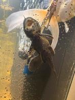 Borstelneus algeneter, Vis