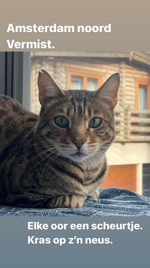 VERMIST - kater 7 jaar bengaal, Dieren en Toebehoren, Katten en Kittens | Raskatten | Korthaar, Kater