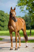 ✨ prachtige vos merrie met gouden karakter ✨, Dieren en Toebehoren, Merrie, Springpaard, Met stamboom, 3 tot 6 jaar
