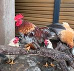 Chabo haan, Dieren en Toebehoren, Pluimvee, Mannelijk, Kip
