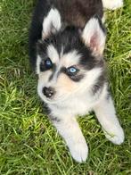Zeer mooi reutje Pomsky pup met blauwe ogen., CDV (hondenziekte), 8 tot 15 weken, Poolhond, Meerdere