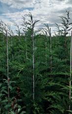 Conifeer c. Leylandii, Ophalen of Verzenden, Nieuw