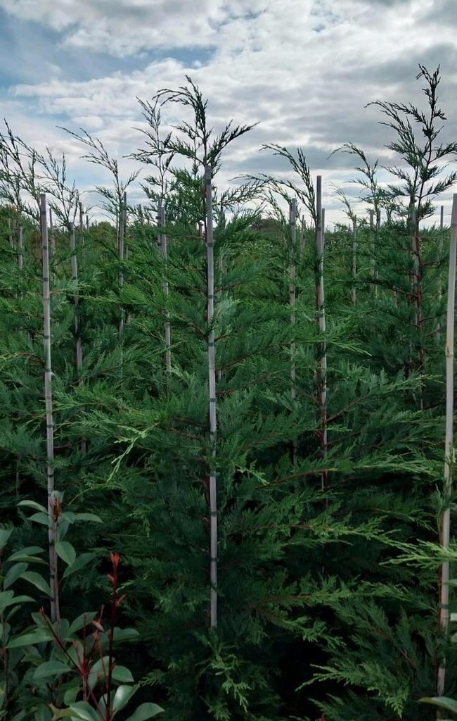 Conifeer c. Leylandii, Tuin en Terras, Overige Tuin en Terras, Nieuw, Ophalen of Verzenden