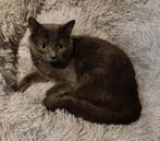 Lieve (dek)kater te koop, Britse korthaar, Kater, Gechipt, 0 tot 2 jaar