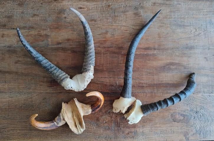 Set van 3 Afrikaanse jacht trofeeën gewei schedel hoorns, Verzamelen, Dierenverzamelingen, Zo goed als nieuw, Wild dier, Ophalen of Verzenden