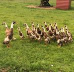 Te koop Indische loopeenden (Fleseenden), Dieren en Toebehoren, Pluimvee, Meerdere dieren, Eend