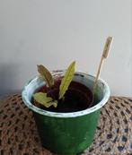Bloedzuring 🌿 Ruil mij!! 🌿, Ophalen, Zomer, Volle zon