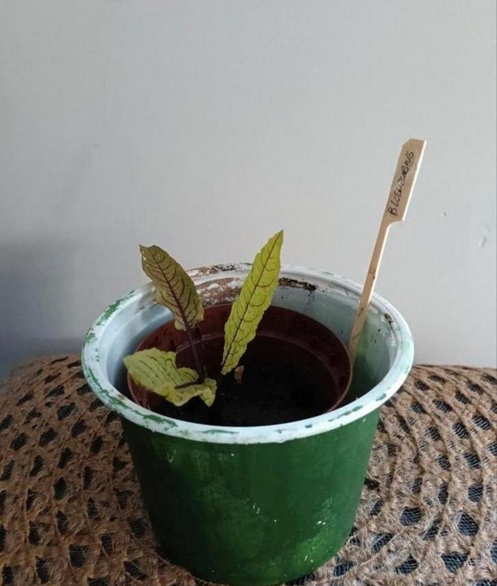 Bloedzuring 🌿 Ruil mij!! 🌿, Tuin en Terras, Planten | Tuinplanten, Volle zon, Zomer, Ophalen