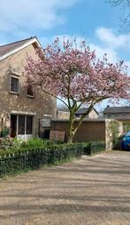 Magnolia boom, Overige soorten, Lente, 400 cm of meer, Ophalen