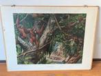 Schoolplaat op Borneo, Antiek en Kunst, Antiek | Schoolplaten, Ophalen of Verzenden, Natuur en Biologie