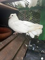 Erg mooi pauwstaart indias doffer, Dieren en Toebehoren, Vogels | Duiven, Mannelijk