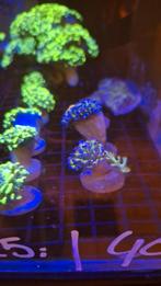 Euphillia koraal Zeewater aquarium, Overige typen, Zoutwatervis