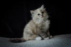 Ragdoll kitten Blue Tortie Mink Mitted poes voor de fok., Poes, Gechipt, 0 tot 2 jaar