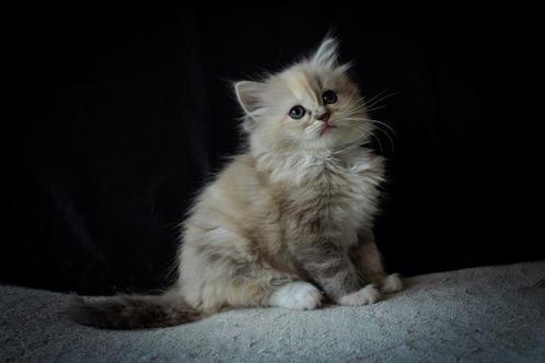 Ragdoll kitten Blue Tortie Mink Mitted poes voor de fok., Dieren en Toebehoren, Katten en Kittens | Raskatten | Langhaar, Poes