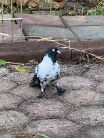 Kelebek duiven, Meerdere dieren