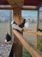 Sierduiven 2 koppels en kuikens, Overige soorten