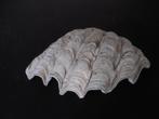 Reuze Schelp, Ophalen, Schelp(en)