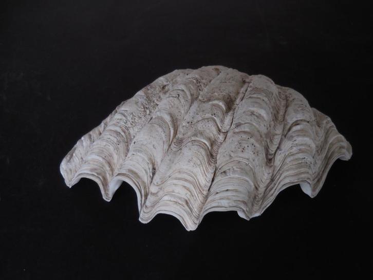 Reuze Schelp, Verzamelen, Mineralen en Fossielen, Schelp(en), Ophalen