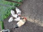 Broedeieren sussex kip, Dieren en Toebehoren, Pluimvee, Geslacht onbekend, Kip