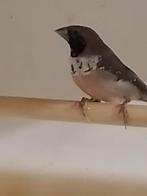 1-0 Witborst rietvink, Mannelijk