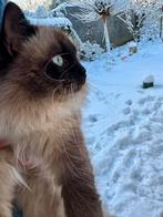 Seal Point Ragdoll langharige dekkater, 0 tot 2 jaar