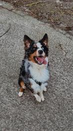 Dekreu: Mini Australian Shepherd x Sheltie!, Dieren en Toebehoren, Reu, CDV (hondenziekte), 1 tot 2 jaar, Eén hond