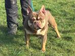 Franse Bulldog reu, België, Particulier, 15 weken tot 1 jaar, Reu