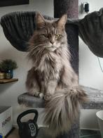 Zeer lieve oude kroelkat herplaatser zoekt een knuffel baas, Dieren en Toebehoren, Katten en Kittens | Raskatten | Langhaar, Poes