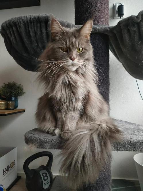 Zeer lieve oude kroelkat herplaatser zoekt een knuffel baas, Dieren en Toebehoren, Katten en Kittens | Raskatten | Langhaar, Poes