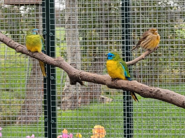 Te koop meerdere vogels moeten weg, Dieren en Toebehoren, Vogels | Overige Vogels, Meerdere dieren