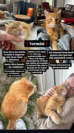 Vermist rode kater, Friesland. Kubaard., Dieren en Toebehoren, Vermiste en Gevonden Dieren, Kat