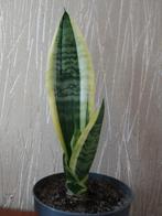 Sansevieria, vrouwentong, 26 cm, Huis en Inrichting, Kamerplanten, Overige soorten, Minder dan 100 cm, Ophalen of Verzenden, Halfschaduw