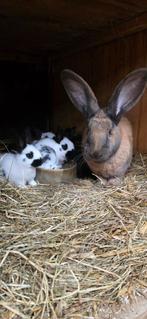Kruising Vlaamse reus, Meerdere dieren, Groot