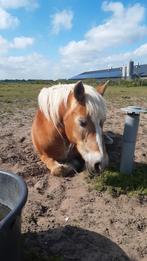 Stalling gezocht omgeving Veendam, Dieren en Toebehoren, Stalling en Weidegang, Weidegang
