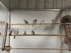 Diamantduif koppels, Dieren en Toebehoren, Vogels | Overige Vogels, Meerdere dieren, Tropenvogel, Geringd