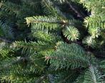 Abies Nordmanniana, Nordmann Kerstbomen GOEDKOOP!!!!, Tuin en Terras, Planten | Bomen, Volle zon, Minder dan 100 cm, Zomer, Overige soorten