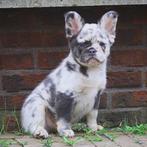Dekreu Fluffy  – Fluffy Merle Franse Bulldog Cody, Rabiës (hondsdolheid), Reu, 1 tot 2 jaar, Bulldog
