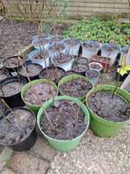 Gewone esdoorn, Tuin en Terras, Planten | Bomen, Bloeit niet, Overige soorten, Minder dan 100 cm, Ophalen