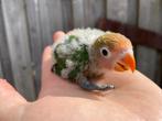 Jonge Agapornis Fischeri dwergpapegaai, Geslacht onbekend, Dwergpapegaai of Agapornis, Geringd