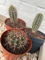 3 Kleine Cactussen in Pot, Ophalen of Verzenden, Minder dan 100 cm, In pot, Cactus