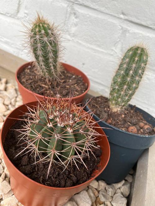 3 Kleine Cactussen in Pot, Huis en Inrichting, Kamerplanten, Cactus, Minder dan 100 cm, Groene kamerplant, Volle zon, In pot, Ophalen of Verzenden