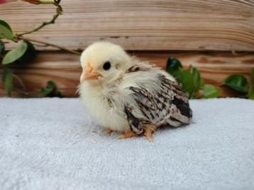 Serama kuikens/ gesexte hennen  beschikbaar voor biedingen