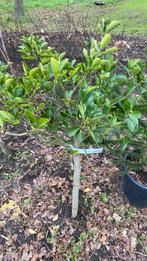 Euonymus Japonicus Bol op stam., Tuin en Terras, Planten | Bomen, 100 tot 250 cm, Zomer, Ophalen, Volle zon