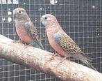 Koppel bourkesparkieten, Dieren en Toebehoren, Vogels | Parkieten en Papegaaien, Meerdere dieren, Parkiet
