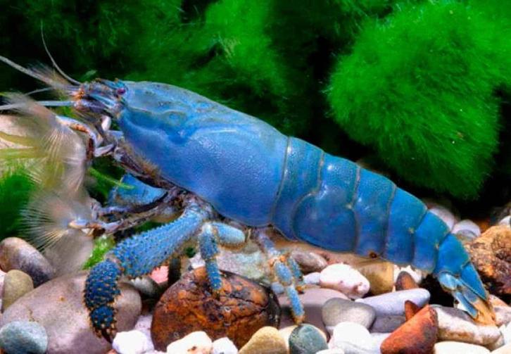 Actie Atya gabonensis Garnaal - Afrikaanse waaierhandgarnaal, Dieren en Toebehoren, Vissen | Aquariumvissen, Zoetwatervis, Kreeft, Krab of Garnaal