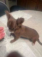 Chihuahua-pups mooi echte mini raszuiver zeer mooi kleintjes, Rabiës (hondsdolheid), 8 tot 15 weken, Meerdere, Meerdere dieren